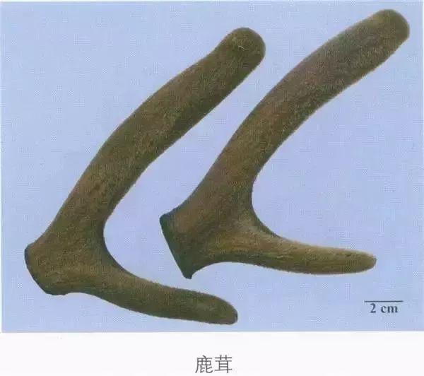 每天一味中药视频,一味鹿茸