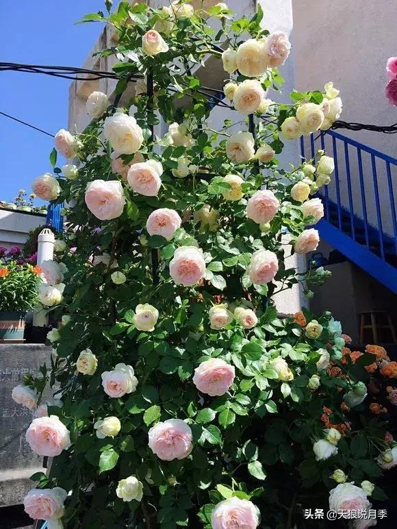 露台打造花海,她用10年改造庭院