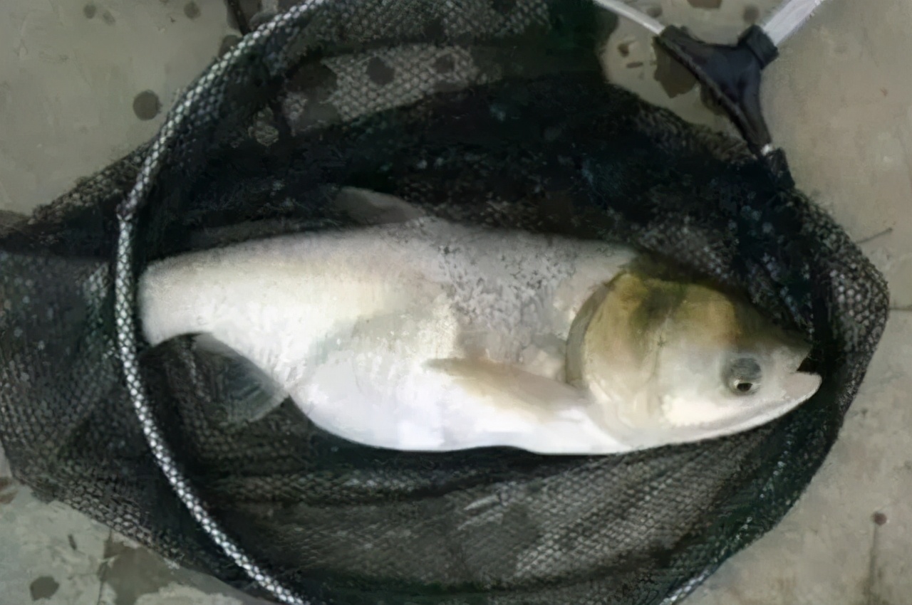 我们一起去钓鱼活动,我们一起去钓鱼吧