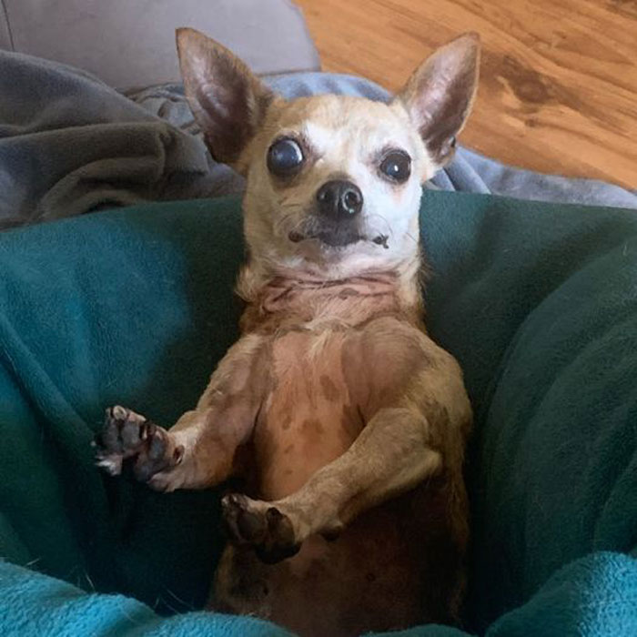 发狗狗丑照,狗狗最丑的照片和最好看的照片