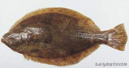 辽宁的水产品有哪些,辽宁常见的鱼