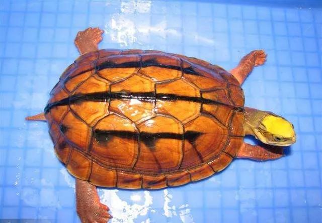 国龟之美黄喉,国龟的魅力