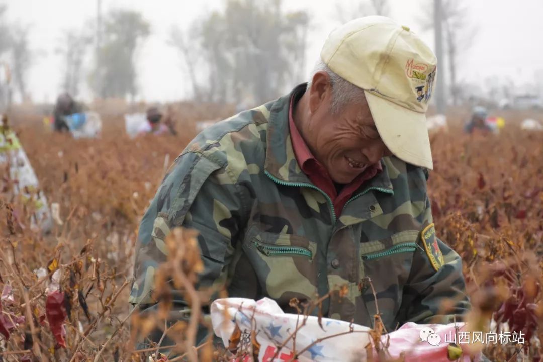 忻州曹张高村辣椒,山西忻州辣椒迎丰收椒农笑开颜