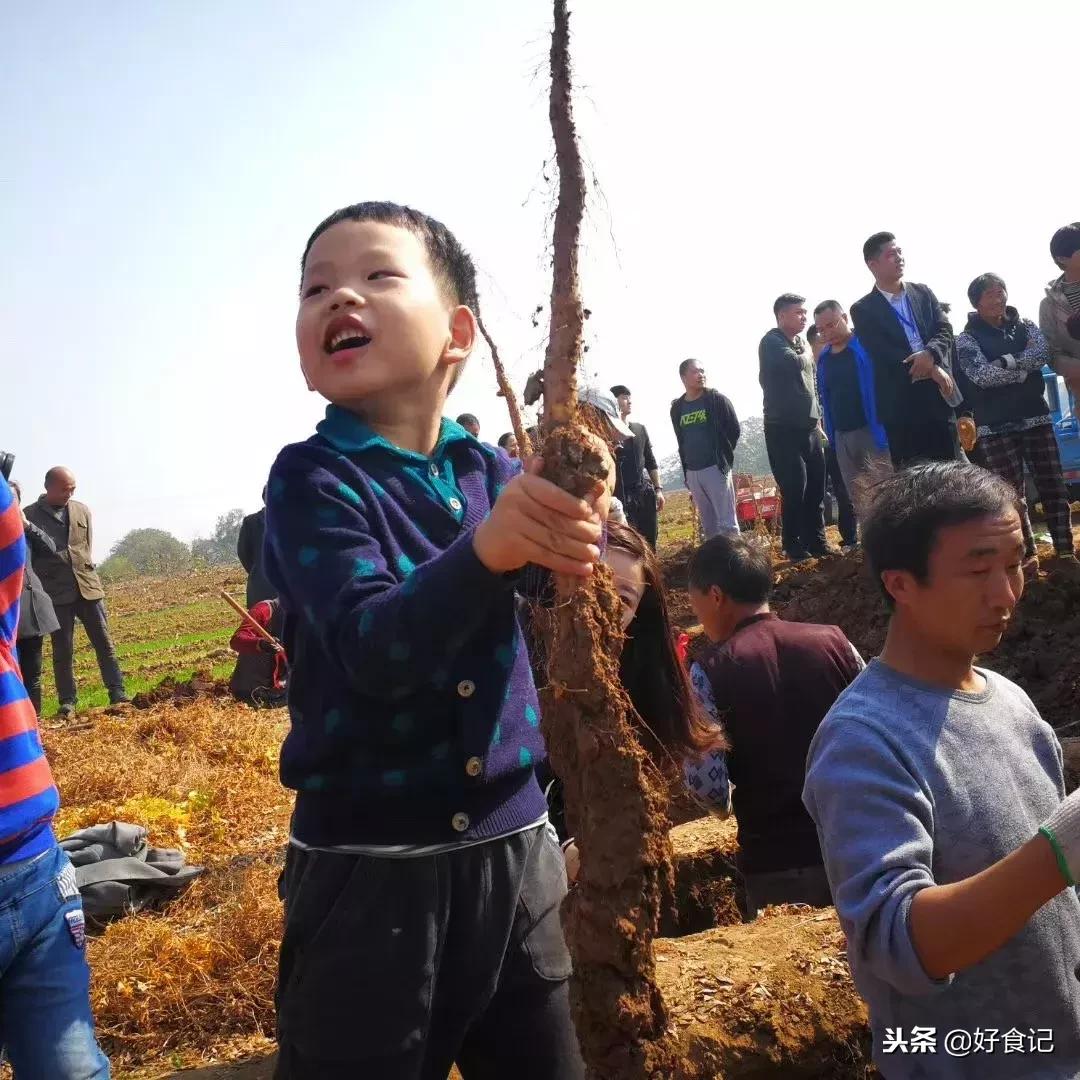 铁棍山药与普通山药哪种好吃,铁棍山药和小白嘴山药味道的区别