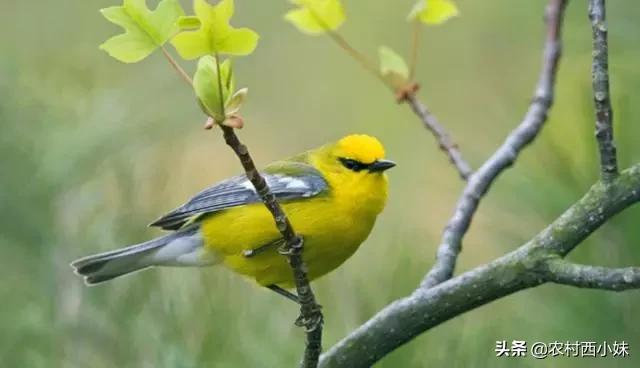 冬天到了小鸟会飞往哪里过冬,冬天到了鸟儿去哪了