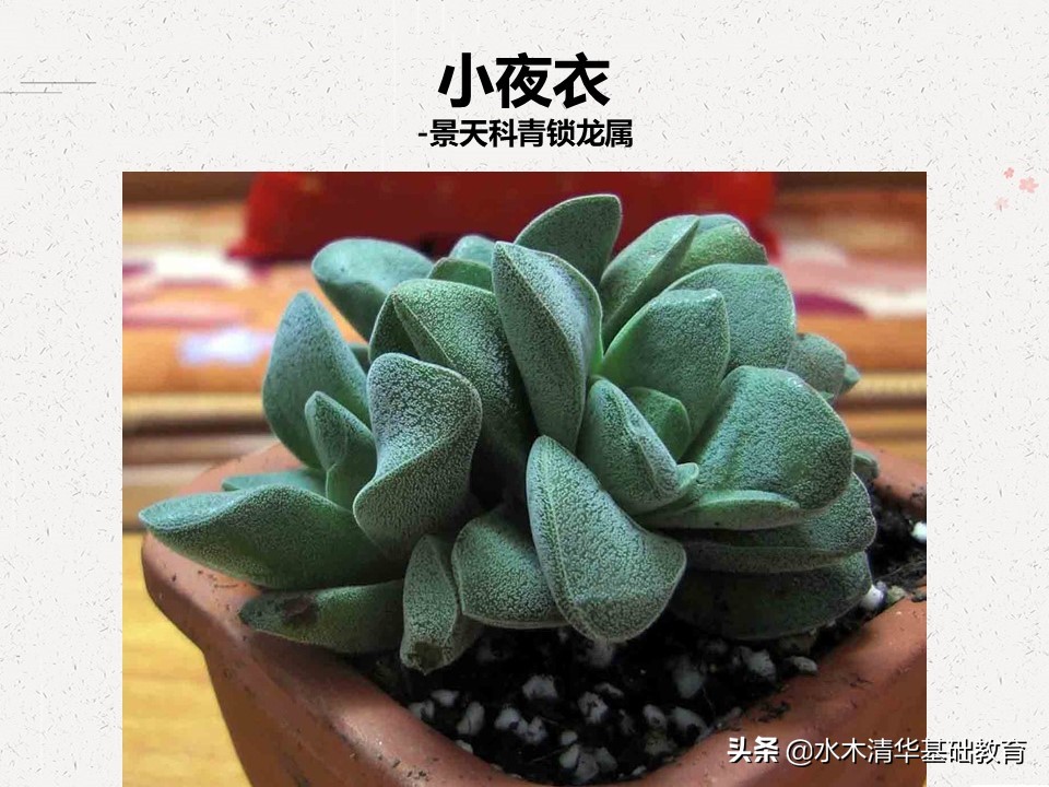 梦幻女王多肉植物百科图谱,原产地多肉植物图谱pdf
