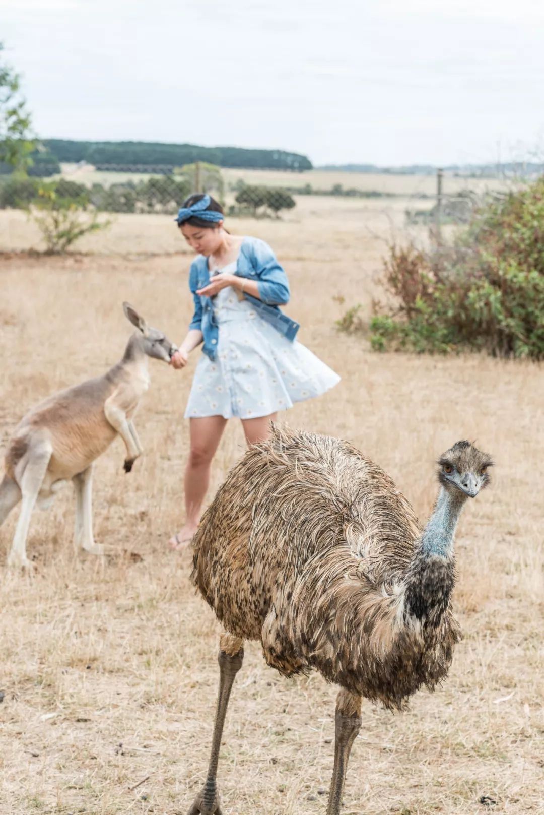 悉尼到阿德莱德自驾游,澳大利亚阿德莱德悉尼距离