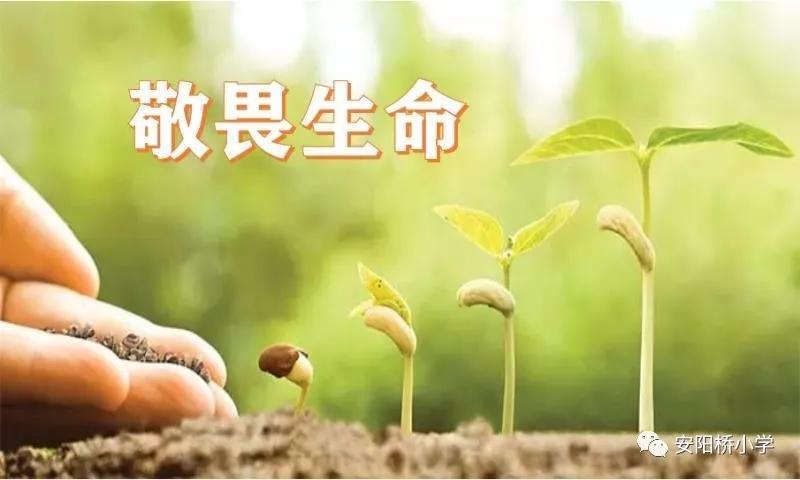 安阳桥小学:佳句越古今,往飞娃娃家