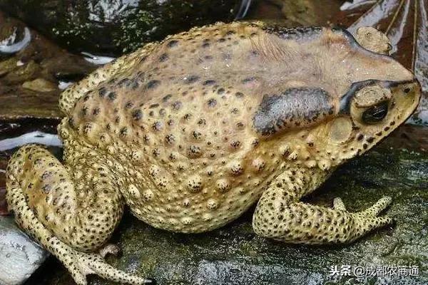 癞蛤蟆身上的白浆和皮是珍贵的中药材！一斤能卖上万元