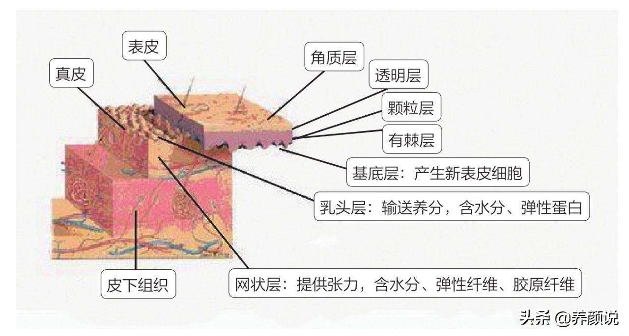 ​护肤品越用越多，肌肤状态急剧下滑，护肤品真的有效？