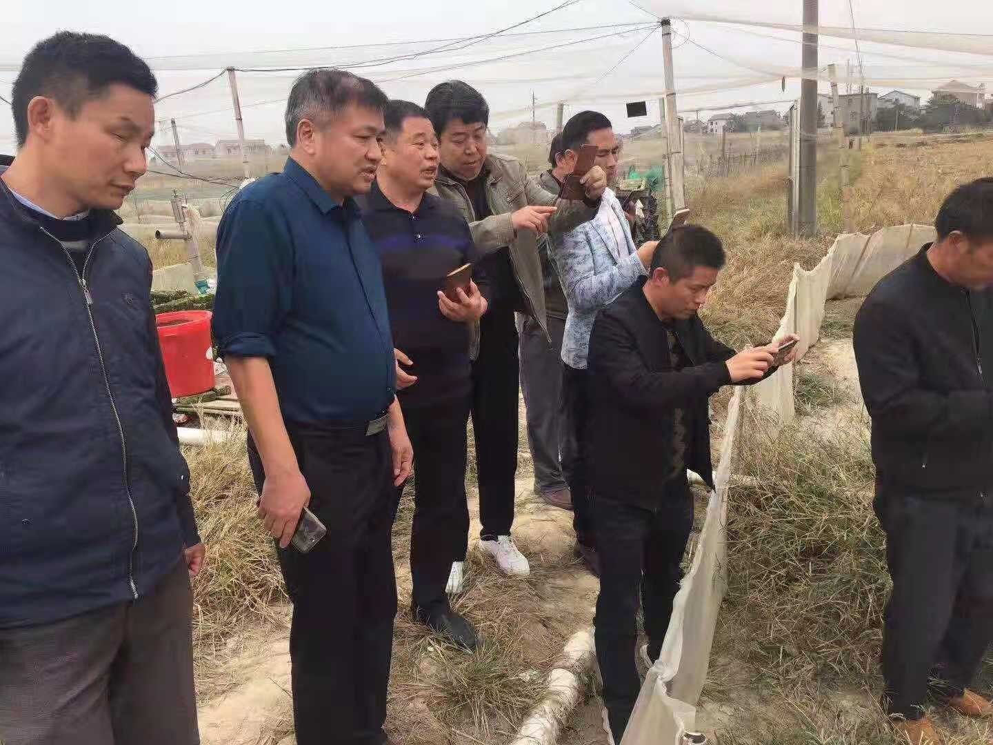 稻田养殖蟾蜍,稻田生态养殖青蛙技术