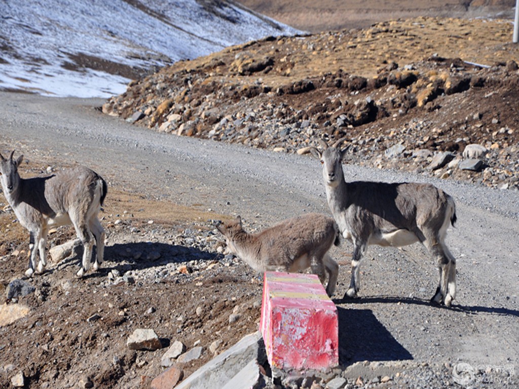 无人区可可西里到底有多可怕,可可西里无人区可怕吗
