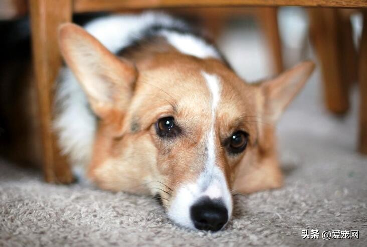 大狗呼吸急促怎么让它正常,狗狗对其他狗很警惕怎么办