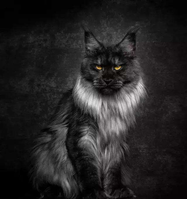 长毛缅因猫霸气名字大全,霸气的棕虎斑缅因猫视频