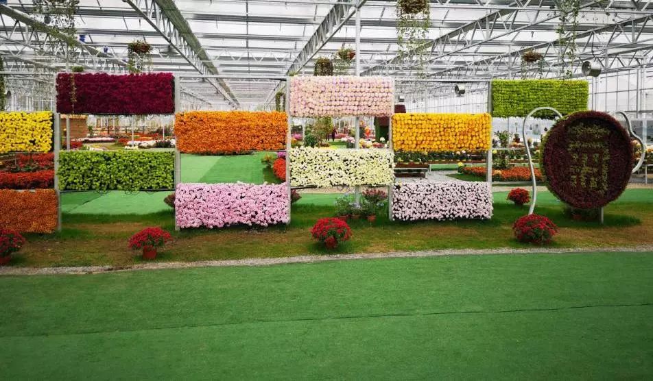 转发此推文,享绍兴平水海丰菊园半价票,更更更送自采菊花一束