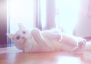 我家猫咪阴部出血，难道是来月经吗？