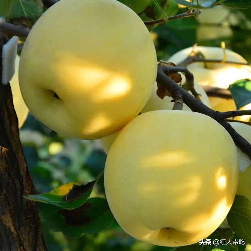 小时候吃的又黄又大的苹果,山东人小时候最爱吃的