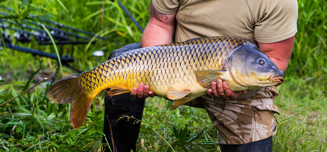 窝子里面有鱼泡就是不吃钩怎么办,窝里有小泡但没有鱼咬钩