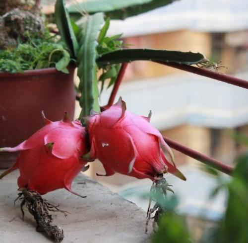 封闭的阳台上适合种什么蔬菜,阳台种什么蔬菜好看又好养