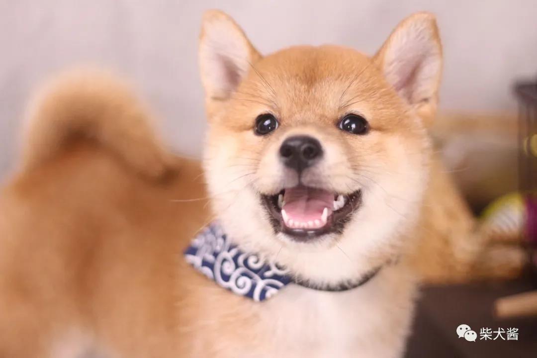 柴犬玻璃胃,养柴犬的5大禁忌