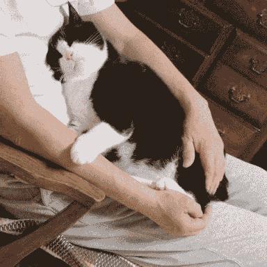 为什么养猫的人越养越多,养猫人越早知道对猫咪越好的事情