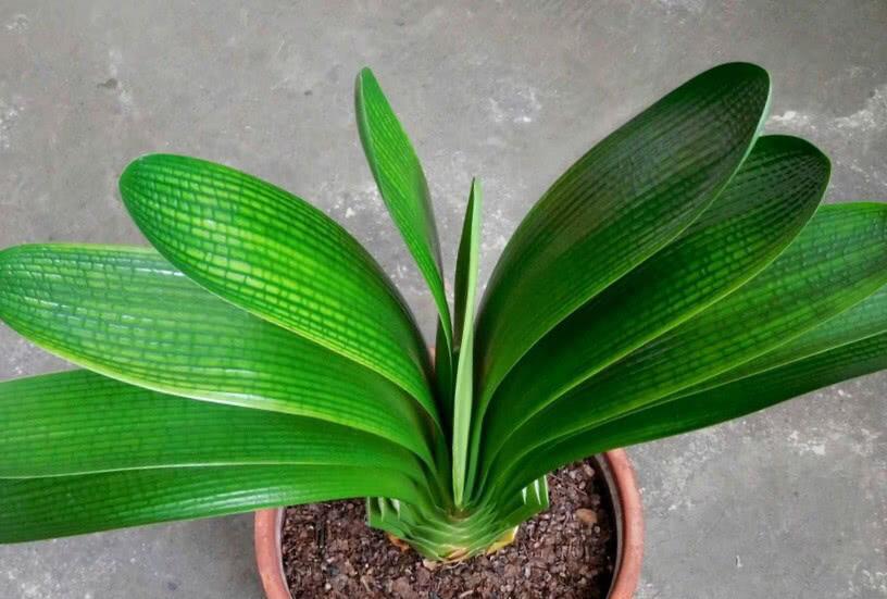 君子兰叶片轻微冻伤还能恢复吗,君子兰冻伤了叶子全冻坏了怎么办