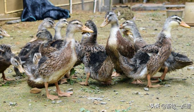 鸡人工助产有什么影响,鸭子人工助产怎么判断吸收好了