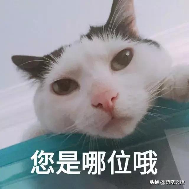 如何改掉猫咪乱挠乱咬的毛病,猫咪为什么会挠猫粮