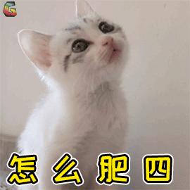 猫咪为什么好奇人类食物,为什么猫咪可以一直吃