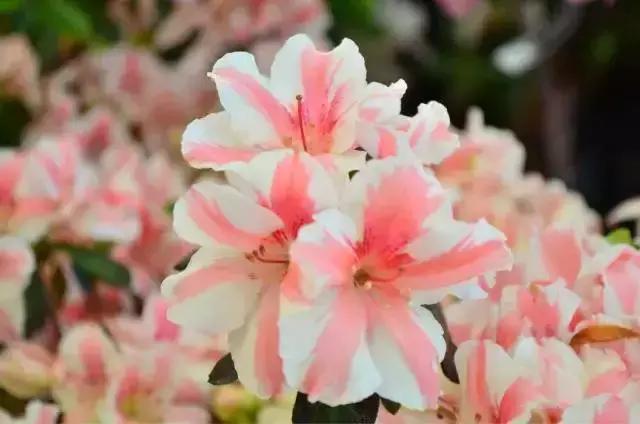 五一广东游玩攻略人少,五一广东免费的旅游景点