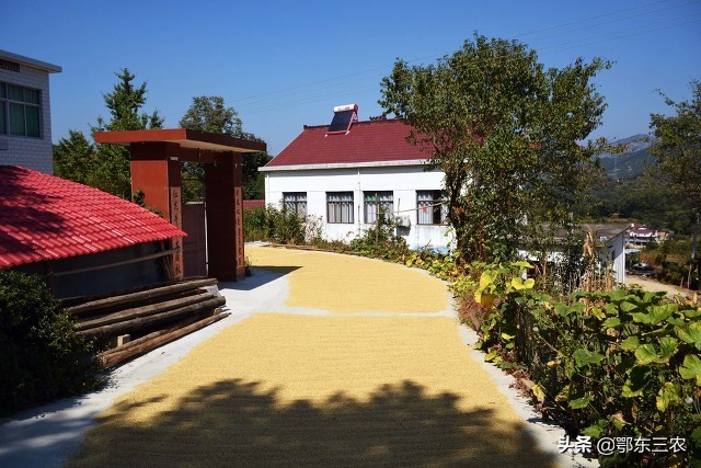 怎么有效消灭小麦里的麦牛,农村粮仓生虫怎么办