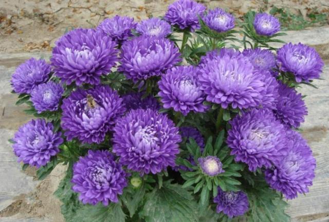 盆栽翠菊花的养殖方法,花卉翠兰盆栽怎么养护