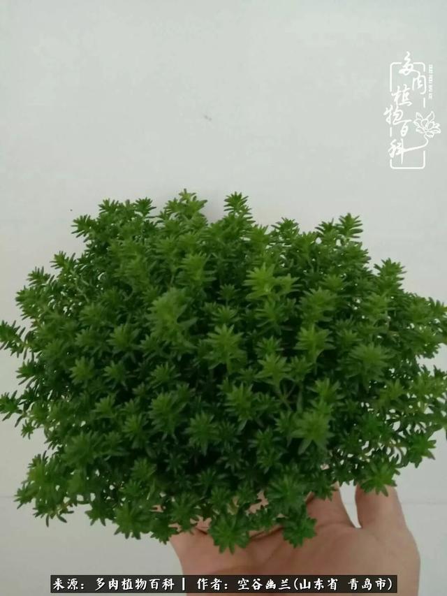 多肉最美的时光,多肉惊艳我的时光