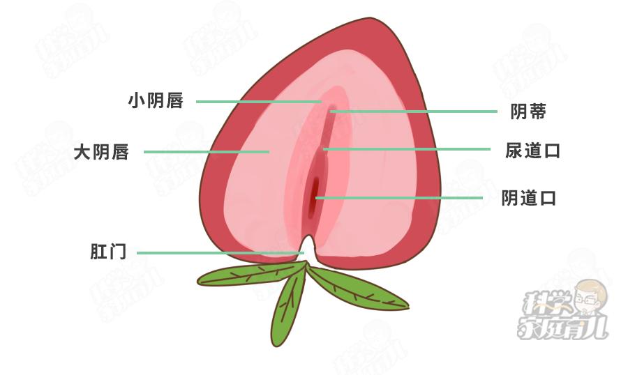 错不起!娃阴唇粘连,一碰就哭,到了这种程度,必须处理