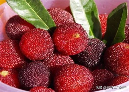 杨梅酒的家常做法步骤,杨梅酒的做法教程