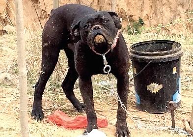 汪汪队比特犬街头咬住边牧,小型犬被边牧咬伤怎么办