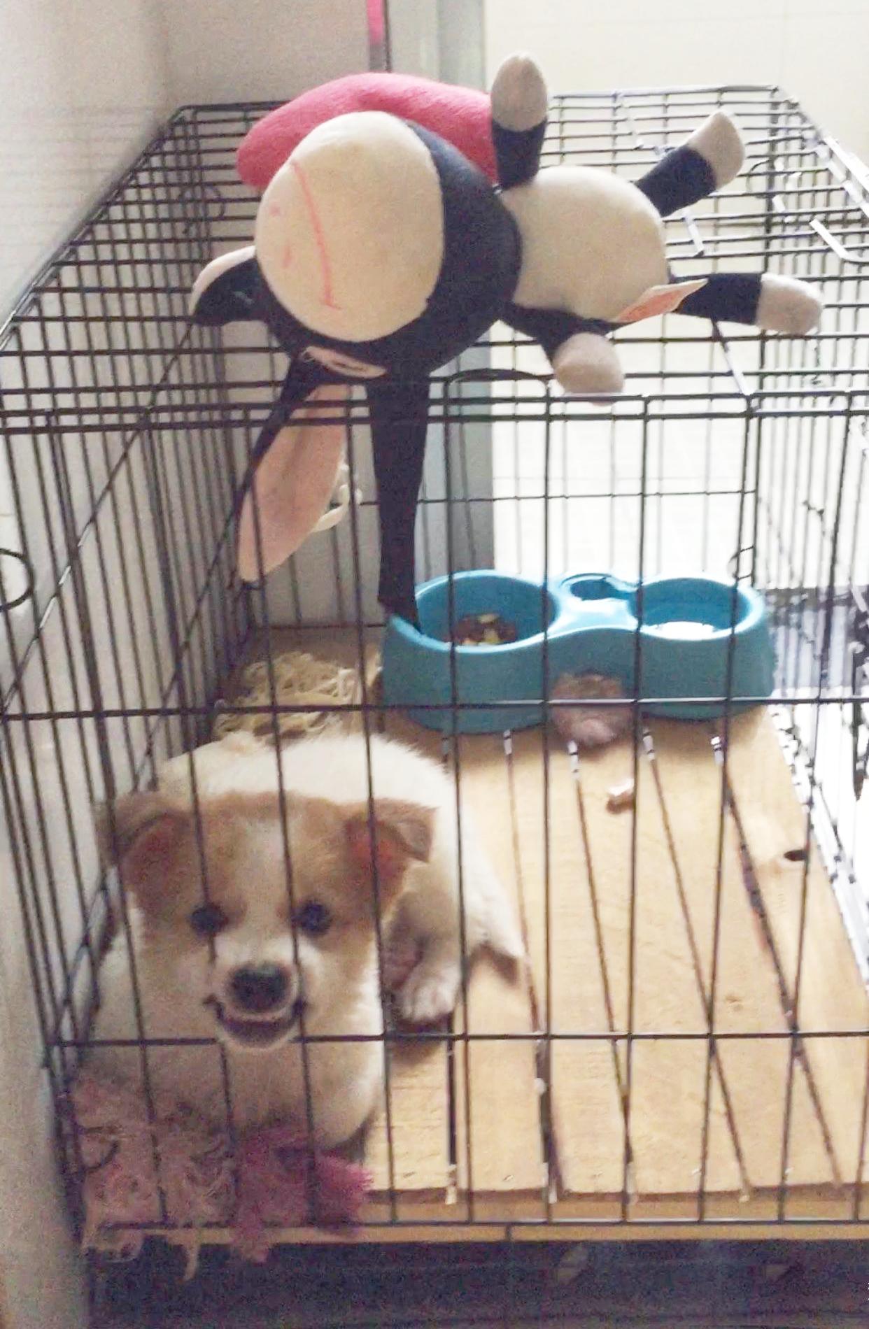 养一只很乖的狗是什么体验,养一只聪明的狗是什么体验