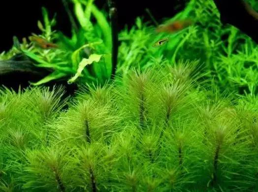 家装室内水系造景设计,家居鱼池假山布局