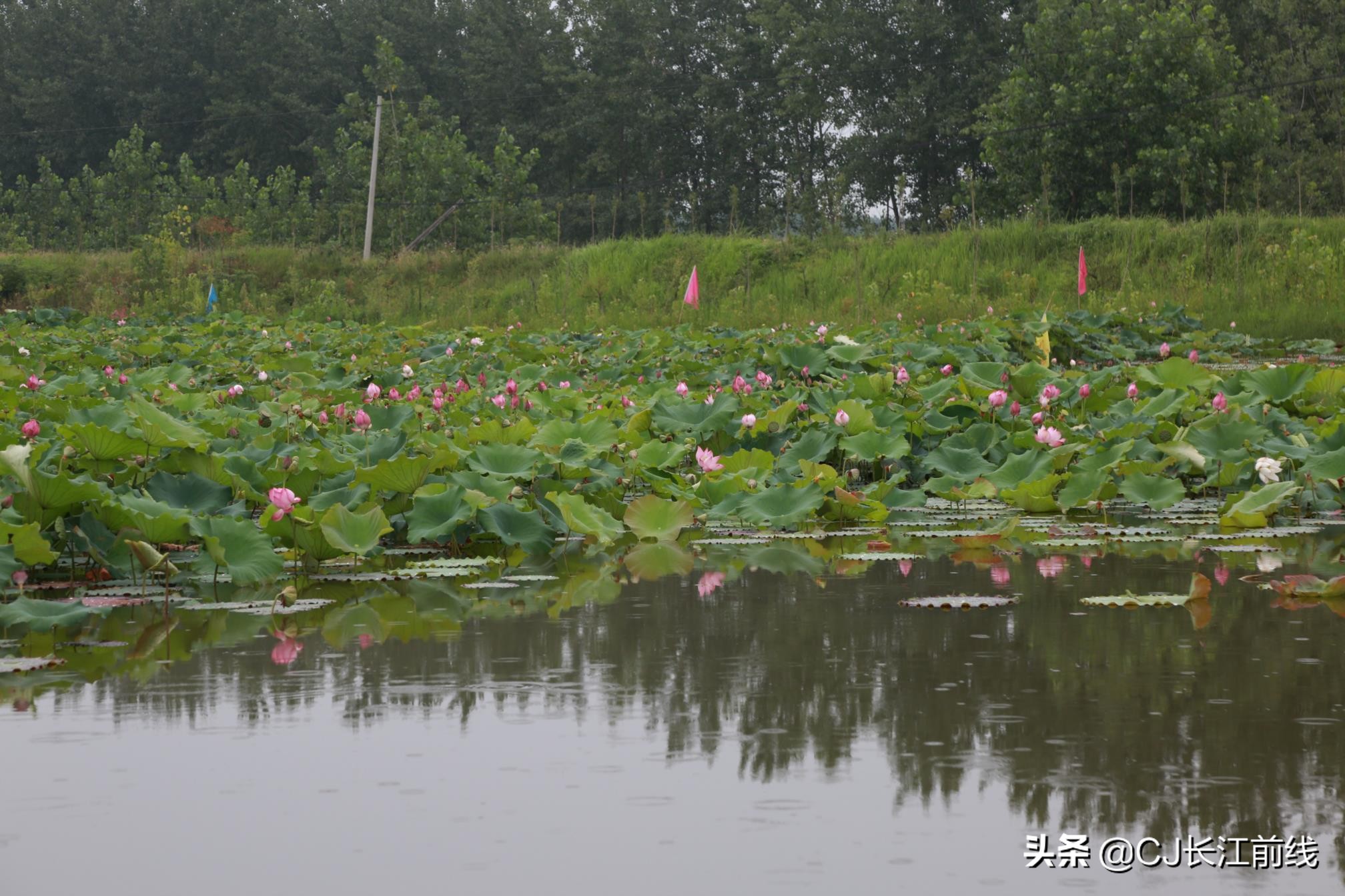 淮滨谷堆杨湾最新消息,淮滨谷堆杨湾风景