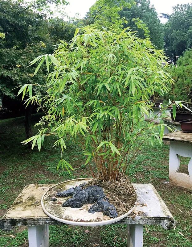 盆景素材十大排名 (什么盆景素材最好)