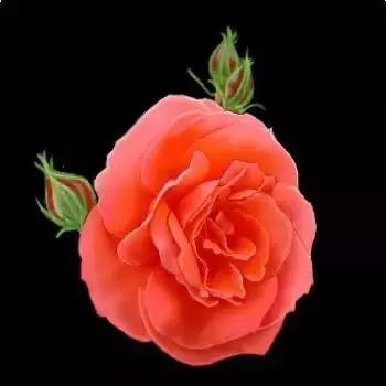 520情人节祝福送上真的太美了,最新的520情人节