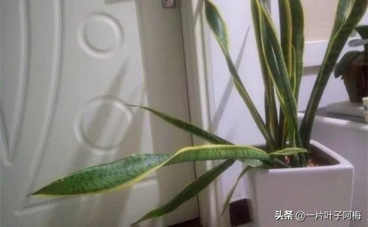 虎皮兰该如何正确养护,虎皮兰叶子发软怎么修剪