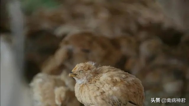 鸡肿头肿脸最快的治疗方法,鸡肿脸怎么治