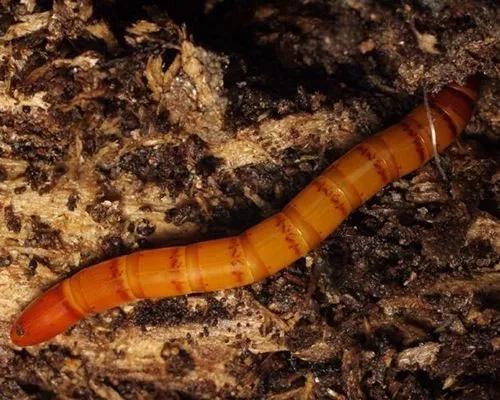 马铃薯常见病虫害及防治方法,马铃薯病虫害诊断与防治论文