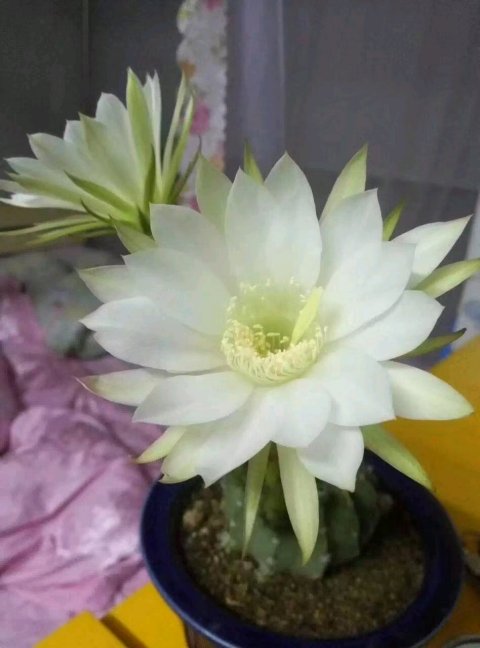 101仙人球,101个仙人球品种