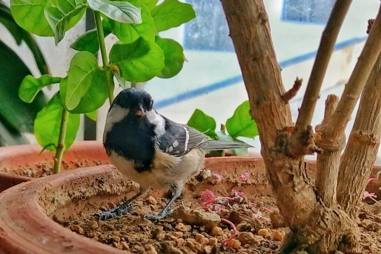 为什么最近养的贝子鸟不易成活,贝子鸟为什么那么难养