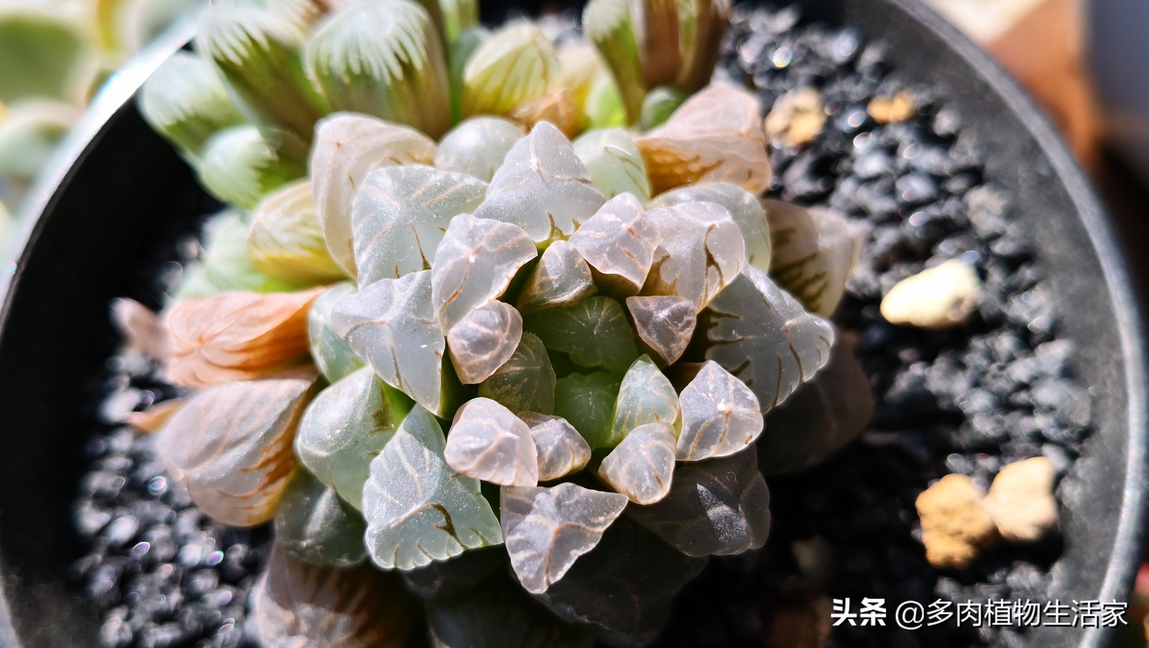 多肉经历寒冬酷暑迎来了春天,多肉经历了冬天的寒冷变得更美