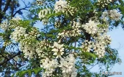 小小说落叶,小小说银杏