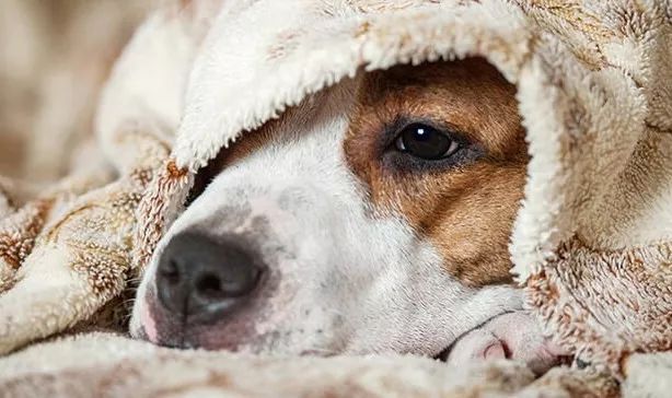 狗狗脚趾炎会传染另一只狗狗吗,人感冒会传染狗狗吗