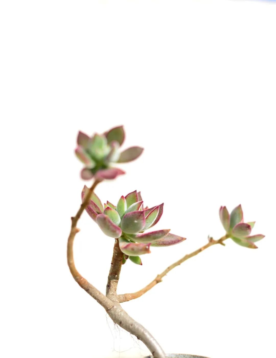 禁足的日子收获颇多,禁足